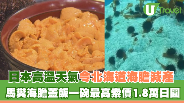 日本高溫天氣令北海道海膽減產！馬糞海膽蓋飯一碗最高索價1.8萬日圓 