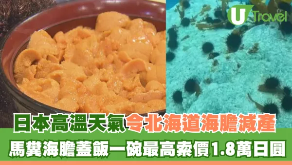 日本高溫天氣令北海道海膽減產！馬糞海膽蓋飯一碗最高索價1.8萬日圓 