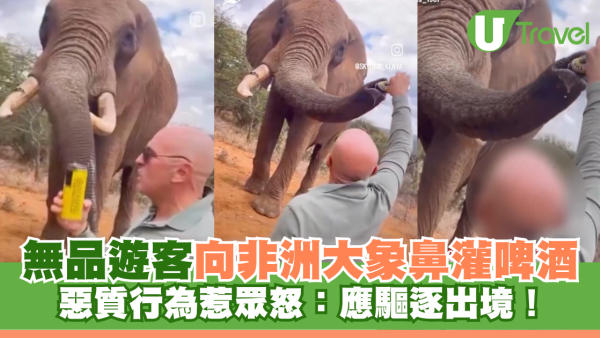 無品遊客向非洲大象鼻灌啤酒 惡質行為惹眾怒：應驅逐出境！
