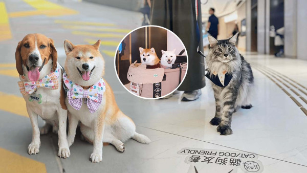 寵物好去處2025｜港島區寵物友善商場推介 全新寵物公園/一站式寵物玩樂區