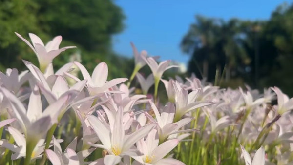 香港賞花2025｜風雨蘭花海盛放3大公園觀賞熱點！短暫花期錯過可惜