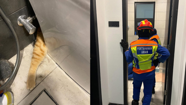 網紅貓「薯條」被困廁所罅隙！消防用3小時救出 貓貓即做1事惹笑網民 附3招解救貓咪被困方法