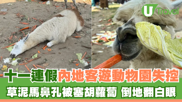 內地客遊動物園行為失控 草泥馬鼻孔被硬塞胡蘿蔔倒地翻白眼