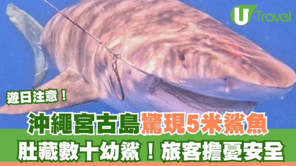 遊日注意！沖繩宮古島驚現5米鯊魚 肚藏數十幼鯊！旅客擔憂安全