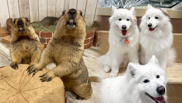 日本cafe 2025｜7間東京動物cafe推介 與超萌水獺/土撥鼠/薩摩耶互動