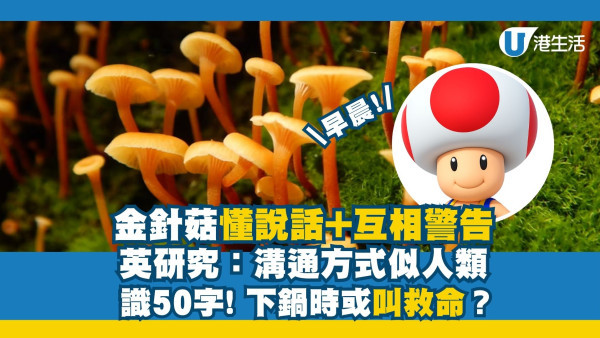 金針菇懂說話兼「互相警告」英研究指溝通方式似人類?下鍋時或在叫救命!