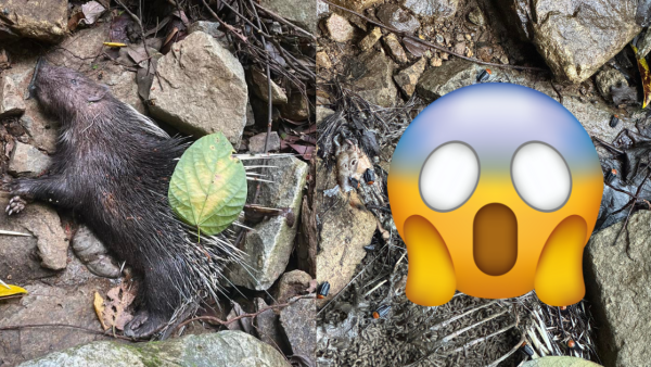 慎入！梧桐寨箭豬屍體湧「神秘橙蟲」漁護署揭真身：可能帶致病原切勿觸摸