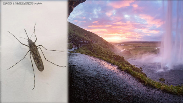 冰島首次發現蚊3隻！無蚊淨土失守！專家推測可能原因
