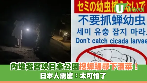 內地遊客攻日本公園挖蟬蛹尋下酒菜！日本人震驚：太可怕了蟬怎可以吃