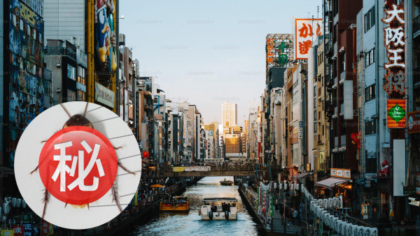 巨型「美洲蟑螂」攻佔福岡  旅客及當地居民震驚：體型非常巨大