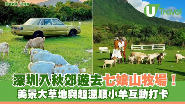 深圳入秋郊遊去七娘山牧場！美景大草地與超溫順小羊互動打卡