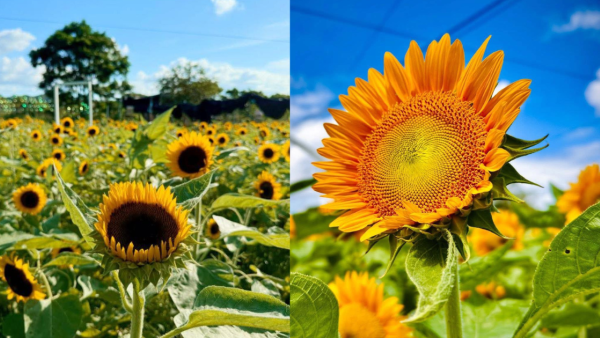 元朗信芯園最後一季太陽花 預料11月中前全盛綻放 附交通方法