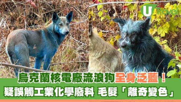 烏克蘭切爾諾貝爾核電廠驚現藍色狗！專家推測毛髮變色可能原因