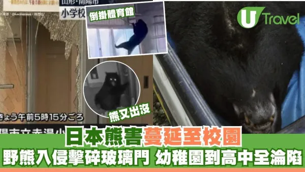 日本熊害蔓延至校園！野熊入侵擊碎玻璃門 倒掛體育館 幼稚園到高中全淪陷