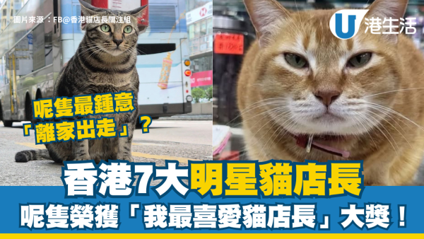 香港貓店長地圖︱香港7大明星貓店長 呢隻榮獲「我最喜愛貓店長」大獎!呢隻最鍾意「離家出走」?