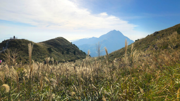5大觀賞芒草簡單行山路線推介！市區芒草打卡位 大東山/昂平高原/大帽山/西九龍站