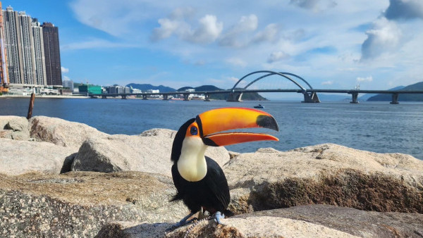 啟德驚現巨型大嘴鳥！街坊以為「假公仔」揭真身竟是人氣網紅：生活比人更精彩
