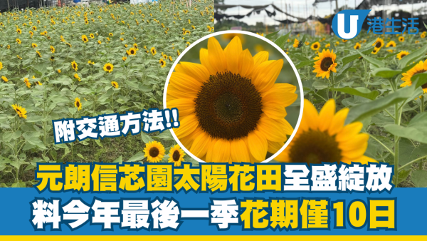 元朗信芯園太陽花全盛綻放！料今年最後一季花期僅10日 附交通方法