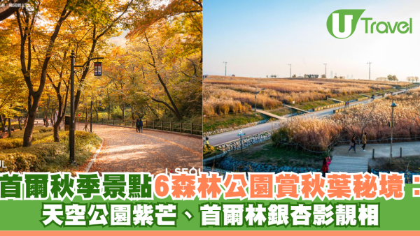 首爾秋季景點6森林公園賞秋葉秘境︰天空公園紫芒、首爾林銀杏影靚相