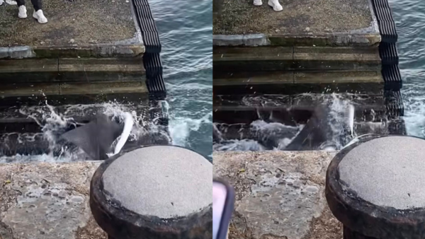 魔鬼魚現身筲箕灣海傍！意外被釣獲網民齊喊可憐「求放生」籲小心毒刺！下場曝光