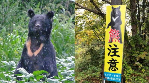 日本秋田「食人熊」半月奪4命！胃藏大量人肉