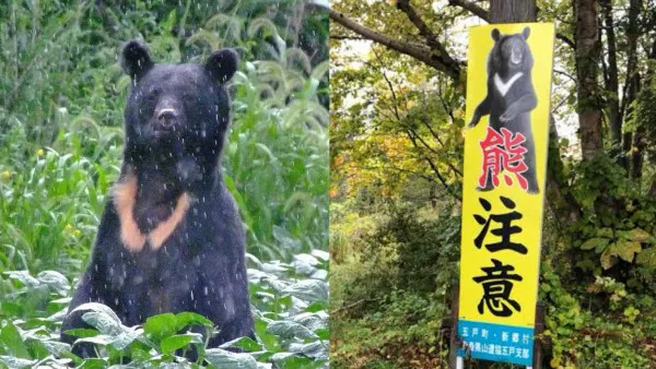 日本秋田「食人熊」半月奪4命！胃藏大量人肉