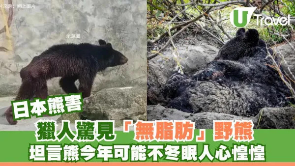 日本熊害│獵人驚見「無脂肪」野熊 坦言熊今年可能不冬眠人心惶惶