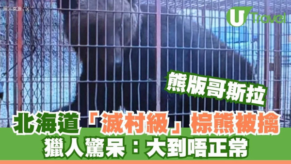 北海道巨獸！380公斤棕熊身長2米意想不到被擒！獵人：大到唔正常