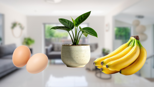 家居危險| 家裡飄出「臭雞蛋味」最危險？家居中現6種隱形異味 或為求救信號！