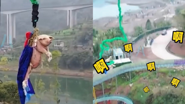 有片！景區搞「真豬跳」75KG肥豬被推下68米笨豬跳台 遊客怒吼虐待動物景區道歉：思慮不周 