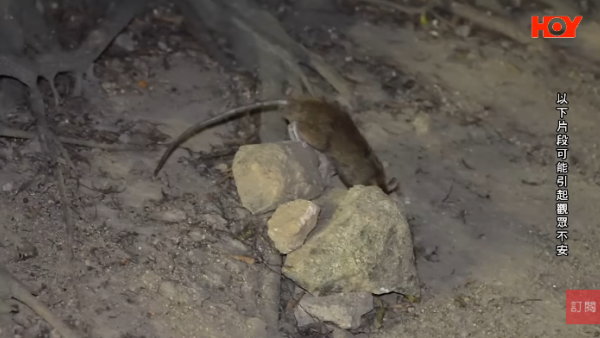 一線搜查｜新蒲崗鼠患源頭曝光？直擊婆婆深夜「派麵包」過百巨鼠瘋搶極恐怖