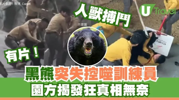 有片！杭州動物園黑熊發狂死咬飼養員 5人持棍激戰營救恐怖畫面曝光