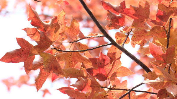 大棠紅葉季開鑼！漁護署公布「極短觀賞期」預計7萬人迫爆 幾時去最紅？（附交通方法）