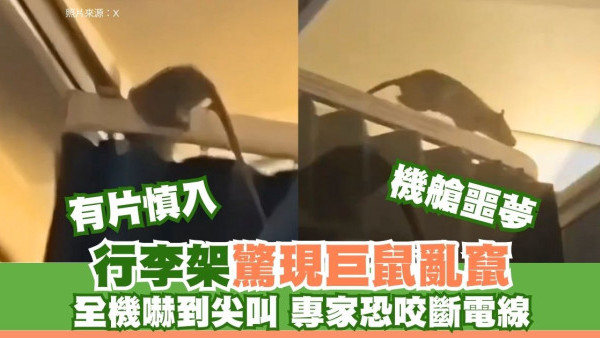 有片！巨老鼠現機艙行李架狂奔乘客尖叫 荷航緊急停飛大清洗