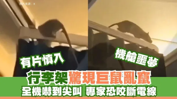 有片！巨老鼠現機艙行李架狂奔乘客尖叫 荷航緊急停飛大清洗