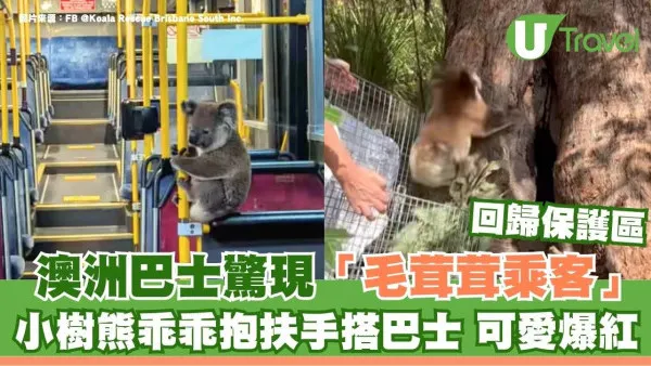有片！澳洲巴士驚現「毛茸茸乘客」小樹熊乖乖抱扶手搭巴士可愛爆紅 
