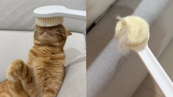 MUJI 3大「除貓毛隱藏神器」$42起！實測沐浴刷/鞋刷　勁過Dyson、除塵轆