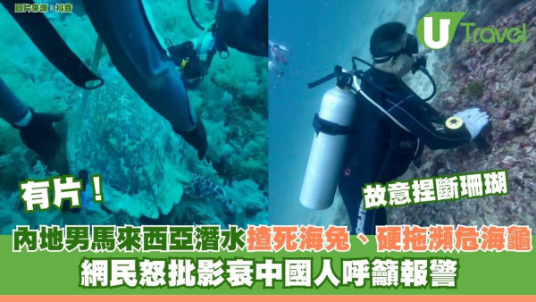 有片！內地男馬來西亞潛水揸死海兔、硬拖瀕危海龜打卡 網民怒批影衰中國人