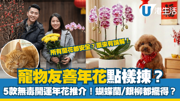 【寵物友善年花】2026馬年主子安全之選！蝴蝶蘭/銀柳都擺得？5款無毒開運年花推介