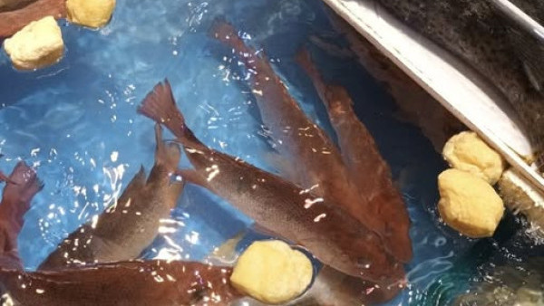 街市魚缸點解放「豆卜」？誤會係餵魚就大錯特錯！專家揭隱藏功用：原來係吸呢樣嘢