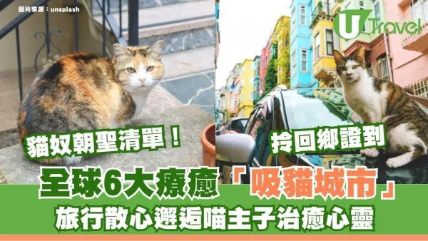 貓奴散心影貓天堂！全球6大「吸貓聖地」周街主子任摸超治癒 有一地揸回鄉證就可以去