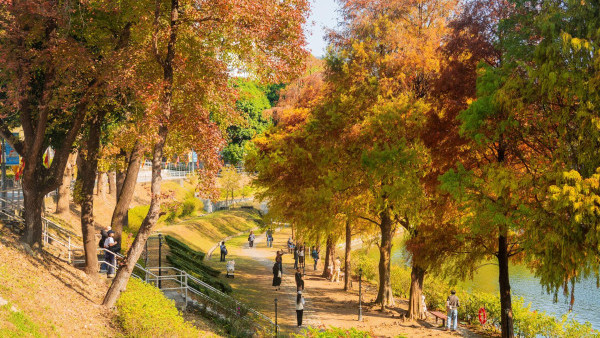 唔使迫濕地公園！中大落羽松變紅超靚 ！絕美倒影如「隱世秘境」港鐵直達附登記須知