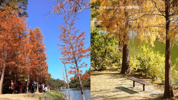 全港5大落羽松攻略2026！濕地公園排4小時？中大隱世秘境、流水響「天空之鏡」交通懶人包