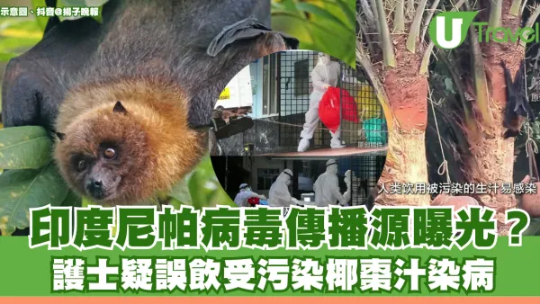 印度尼帕病毒源頭疑曝光 揭這「可怕動物」常帶病毒！護士飲受污染椰棗汁染病人傳人