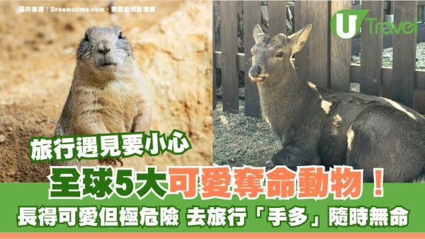外遊手多隨時喪命！5大可愛奪命動物外表無害一咬可致命 萬一被咬3招保命