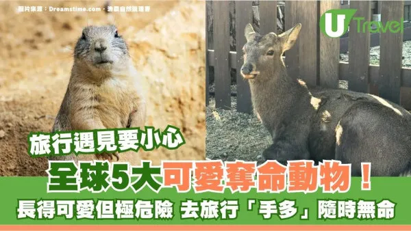 外遊手多隨時喪命！5大可愛奪命動物外表無害一咬可致命 萬一被咬3招保命