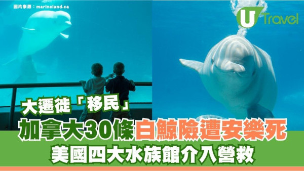 逃出鬼門關！加拿大30條白鯨險遭安樂死！美國4大水族館營救白鯨接走「移民」
