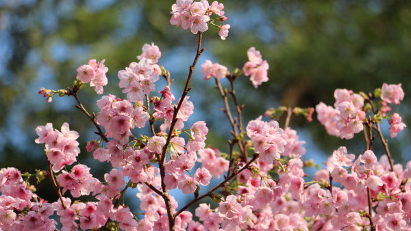不用去日本！沙田馬鞍山櫻花「滿開」成粉紅花海：呢區比石門更茂密？附前往方法+天氣預警