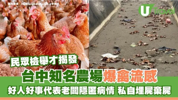 台中知名農場爆禽流感！好人好事代表老闆隱匿病情私埋死雞跨縣棄屍 遊台宜暫避溫泉蛋