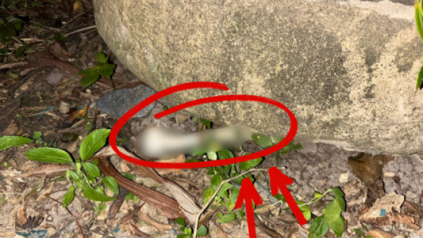 迪士尼樂園外圍驚現「恐怖白骨」？愛犬尋寶疑見殘骸？網民：嚇到心都離一離